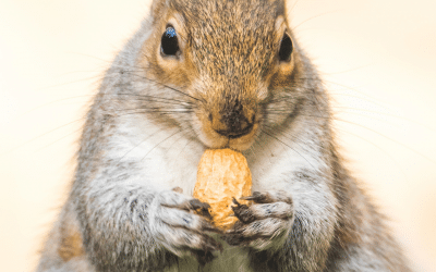 How Well Does the “Fat Lady” Sing?